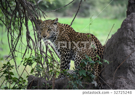 坐在蟻丘，莫雷米動物保護區，世界遺產站點奧卡萬戈濕地，博茨瓦納（非洲）的年輕母豹 32725248