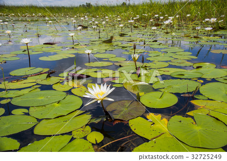 睡蓮在早上，世界遺產奧卡萬戈濕地，博茨瓦納（非洲） 32725249