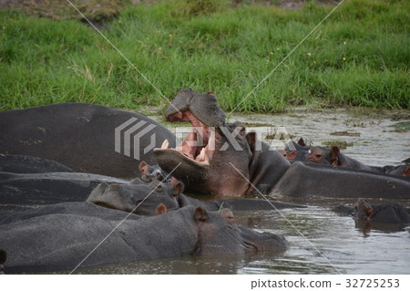 博茨瓦納（非洲）世界遺產奧卡萬戈沼澤，莫雷米動物保護區，白天河馬群 32725253
