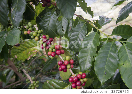 THAILAND CHIANG RAI MAE SALONG COFFEE PLANTATION THAILAND CHIANG RAI MAE SALONG COFFEE PLANTATION 32726725