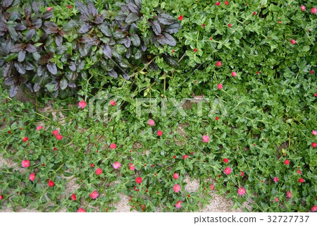 開花寶貝（寶寶太陽玫瑰） 32727737