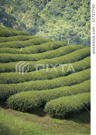 THAILAND CHIANG RAI MAE SALONG TEA PLANTATION 32727740