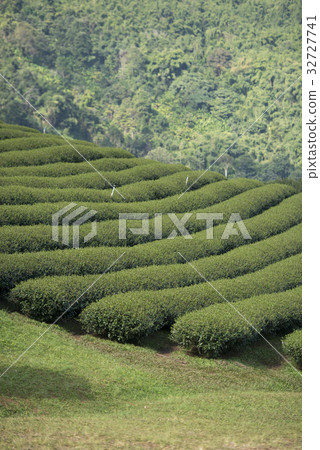 THAILAND CHIANG RAI MAE SALONG TEA PLANTATION THAILAND CHIANG RAI MAE SALONG TEA PLANTATION 32727741