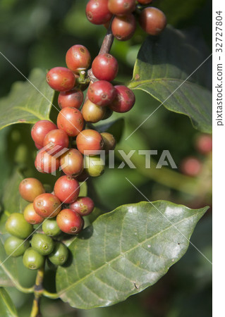 THAILAND CHIANG RAI MAE SALONG COFFEE PLANTATION THAILAND CHIANG RAI MAE SALONG COFFEE PLANTATION 32727804