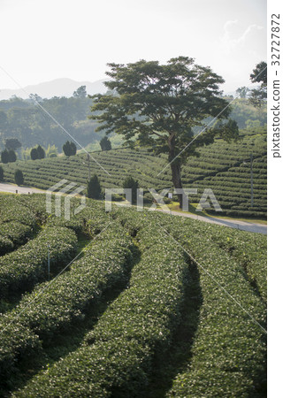 THAILAND CHIANG RAI MAE CHAN TEA PLANTATION 32727872
