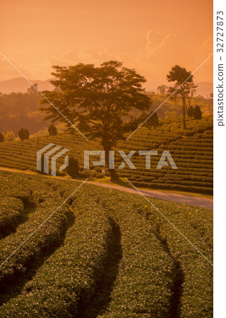 THAILAND CHIANG RAI MAE CHAN TEA PLANTATION 32727873