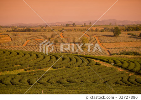 THAILAND CHIANG RAI MAE CHAN TEA PLANTATION 32727880