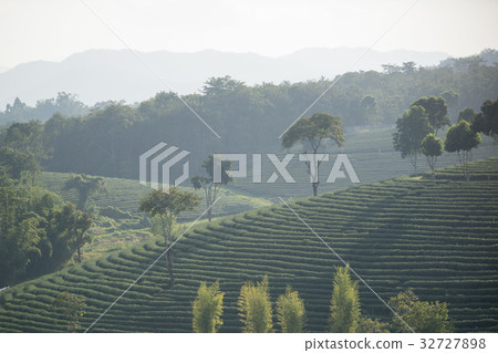 THAILAND CHIANG RAI MAE CHAN TEA PLANTATION 32727898