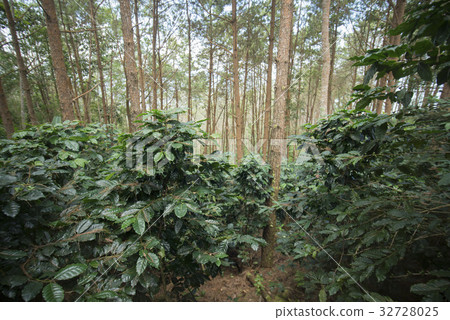 THAILAND CHIANG RAI DOI TUNG COFFEE PLANTATION 32728025