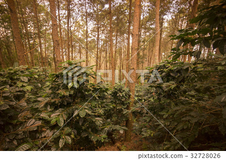 THAILAND CHIANG RAI DOI TUNG COFFEE PLANTATION 32728026