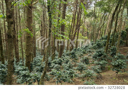 THAILAND CHIANG RAI DOI TUNG COFFEE PLANTATION THAILAND CHIANG RAI DOI TUNG COFFEE PLANTATION 32728028