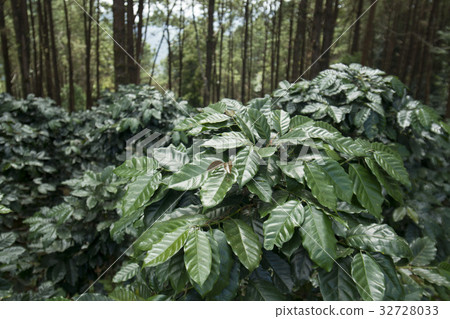 THAILAND CHIANG RAI DOI TUNG COFFEE PLANTATION THAILAND CHIANG RAI DOI TUNG COFFEE PLANTATION 32728033