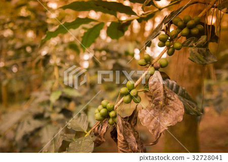 THAILAND CHIANG RAI DOI TUNG COFFEE PLANTATION THAILAND CHIANG RAI DOI TUNG COFFEE PLANTATION 32728041