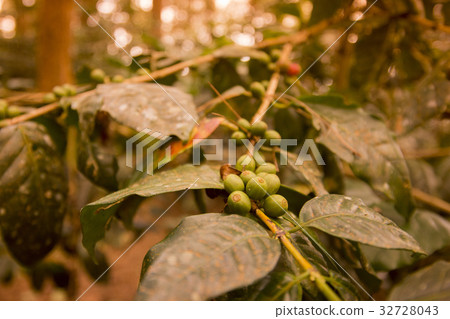 THAILAND CHIANG RAI DOI TUNG COFFEE PLANTATION THAILAND CHIANG RAI DOI TUNG COFFEE PLANTATION 32728043