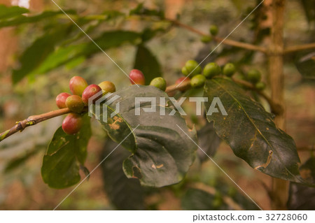 THAILAND CHIANG RAI DOI TUNG COFFEE PLANTATION THAILAND CHIANG RAI DOI TUNG COFFEE PLANTATION 32728060