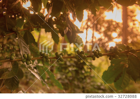 THAILAND CHIANG RAI DOI TUNG COFFEE PLANTATION THAILAND CHIANG RAI DOI TUNG COFFEE PLANTATION 32728088