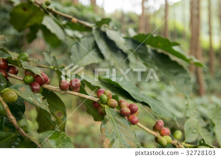 THAILAND CHIANG RAI DOI TUNG COFFEE PLANTATION THAILAND CHIANG RAI DOI TUNG COFFEE PLANTATION 32728103