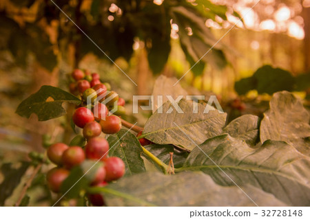 THAILAND CHIANG RAI DOI TUNG COFFEE PLANTATION THAILAND CHIANG RAI DOI TUNG COFFEE PLANTATION 32728148