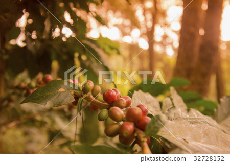 THAILAND CHIANG RAI DOI TUNG COFFEE PLANTATION 32728152