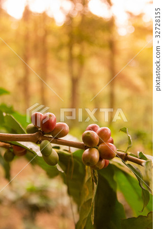 THAILAND CHIANG RAI DOI TUNG COFFEE PLANTATION THAILAND CHIANG RAI DOI TUNG COFFEE PLANTATION 32728155