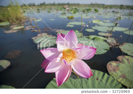 THAILAND ISAN UDON THANI KUMPHAWAPI LOTUS LAKE 32728969