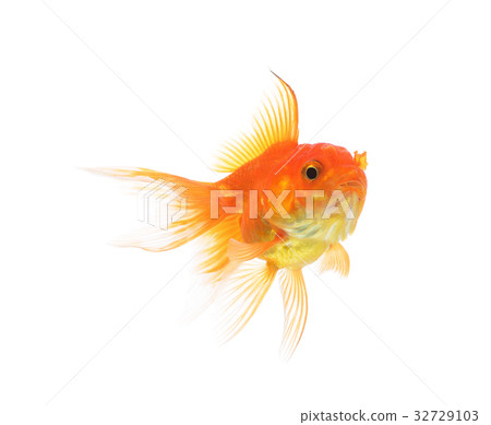 Gold fish isolated on a white background. Gold fish isolated on a white background. 32729103