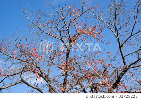 Autumn fallen leaves cherry blossoms Autumn fallen leaves cherry blossoms 32729228