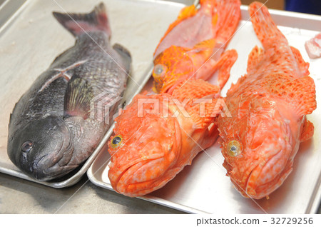 Kasago和Kurodai鮮魚 Kasago和Kurodai鮮魚 32729256