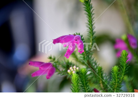 Erika Christmas Parade (Yatsufusa Erika) blooming in Mitaka Nakahara, Mitaka City, Tokyo 32729318