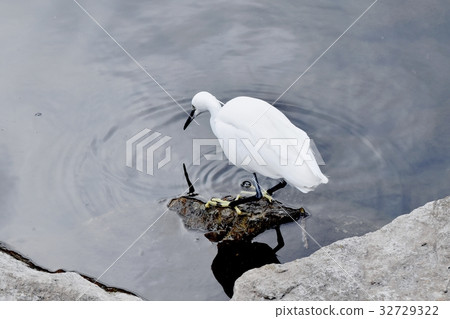 三鷹市的野生鳥，站立在三島森川河岸岩石斑點的東京Kosagi 32729322