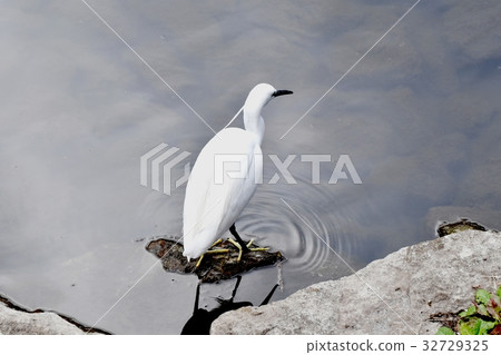 三鷹市的野生鳥，站立在三島森川河岸岩石斑點的東京Kosagi 32729325