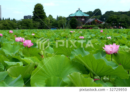 Lotus flower of Shinobazu Pond and Shinobazu Bento Lotus flower of Shinobazu Pond and Shinobazu Bento 32729950