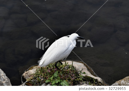 Wild birds of Mitaka City, Tokyo Kosagi standing on rocky spot of Mishima Sengawa riverbank Wild birds of Mitaka City, Tokyo Kosagi standing on rocky spot of Mishima Sengawa riverbank 32729955