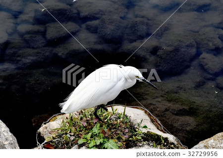 Wild birds of Mitaka City, Tokyo Kosagi standing on rocky spot of Mishima Sengawa riverbank 32729956