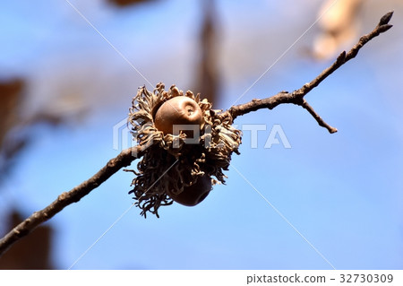 Kunugi的橡子成為毗鄰東京三鷹市三鷹森川的植物 32730309