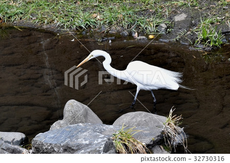 野生鳥類在三鷹，東京，日本 32730316