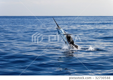 Marlin sailfish, pacific ocean, Costa Rica 32730588