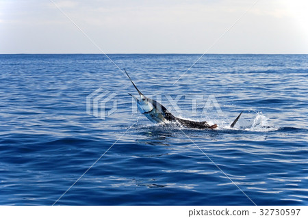 Marlin sailfish, pacific ocean, Costa Rica 32730597