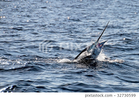 Marlin sailfish, pacific ocean, Costa Rica Marlin sailfish, pacific ocean, Costa Rica 32730599