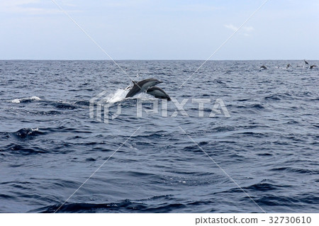 Common dolphins jumping, Costa Rica 32730610