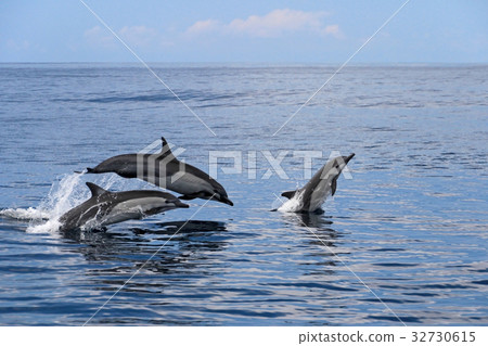 Common dolphins jumping, Costa Rica Common dolphins jumping, Costa Rica 32730615