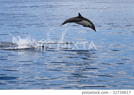 Common dolphins jumping, Costa Rica Common dolphins jumping, Costa Rica 32730617
