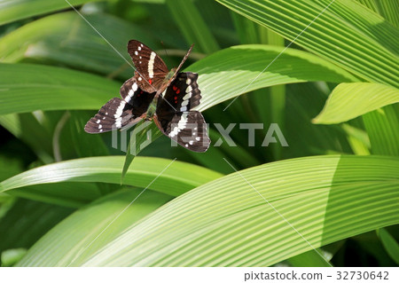Banded Peacock butterflies mating, anartia fatima 32730642