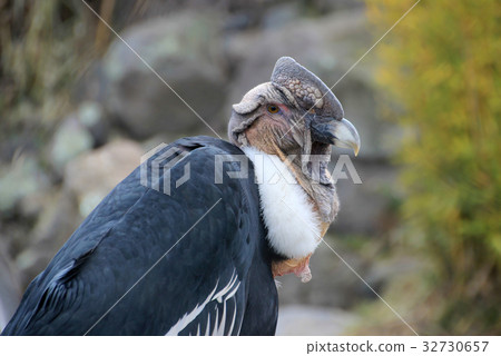 Male andean condor portrait, Ecuador 32730657