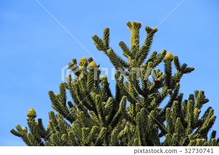 Monkey puzzle tree, Patagonia, Chile 32730741