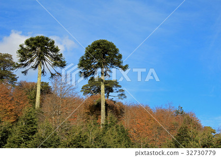 Monkey puzzle tree, Patagonia, Chile 32730779