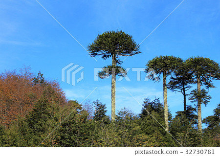 Monkey puzzle tree, Patagonia, Chile 32730781