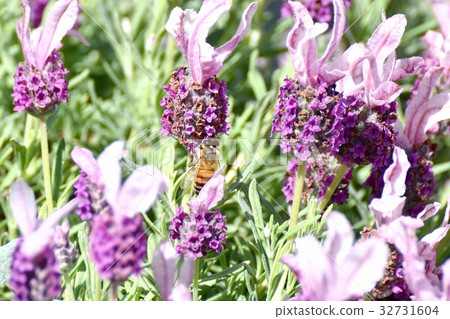 蜜蜂吮吸法國薰衣草的蜂蜜盛開在東京三鷹的三鷹森川木板路上 蜜蜂吮吸法國薰衣草的蜂蜜盛開在東京三鷹的三鷹森川木板路上 32731604