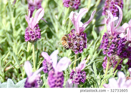Bees sucking honey of French lavender blooming on the Mitaka Sengawa boardwalk in Mitaka, Tokyo Bees sucking honey of French lavender blooming on the Mitaka Sengawa boardwalk in Mitaka, Tokyo 32731605