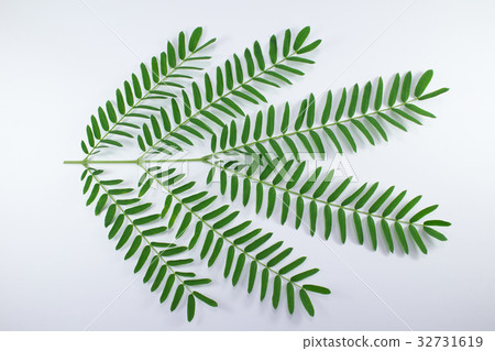 Horse tamarind tree or White Popinac Wildflowers 32731619